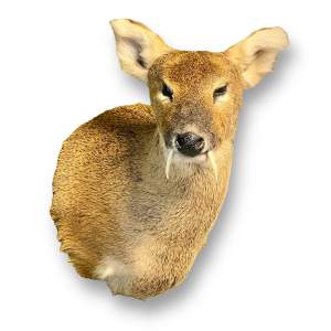 Taxidermy Shoulder Mount of a Chinese Water Deer