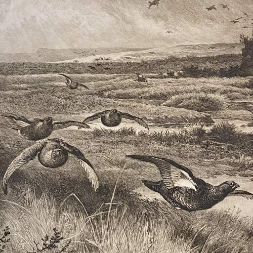Rare Signed Engraving Glorious Twelfth by Archibald Thorburn image-2