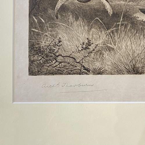 Rare Signed Engraving Glorious Twelfth by Archibald Thorburn image-4