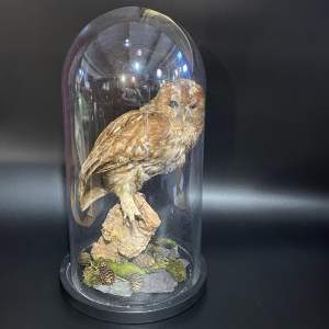 Taxidermy Tawny Owl in a Glass Dome