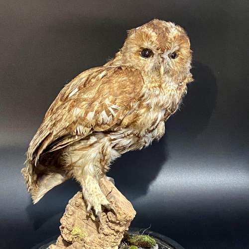 Taxidermy Tawny Owl in a Glass Dome image-2