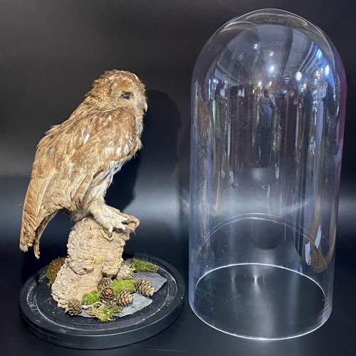 Taxidermy Tawny Owl in a Glass Dome image-3