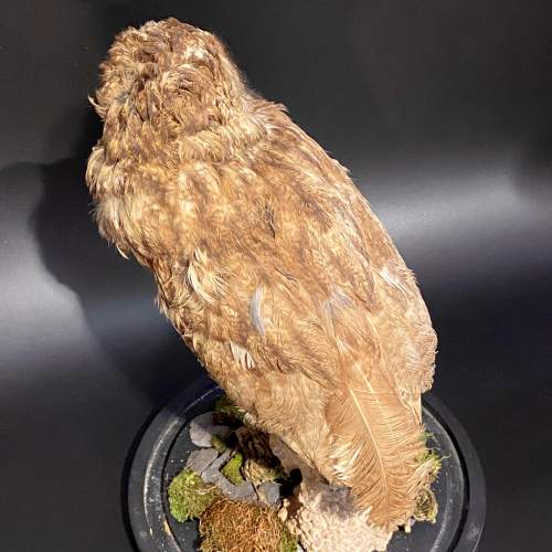 Taxidermy Tawny Owl in a Glass Dome image-5