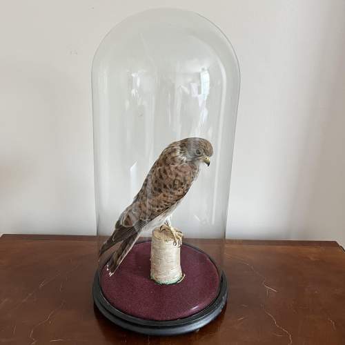 A 20th Century Taxidermy Kestral on Perch in a Glass Dome image-1