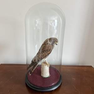 A 20th Century Taxidermy Kestral on Perch in a Glass Dome