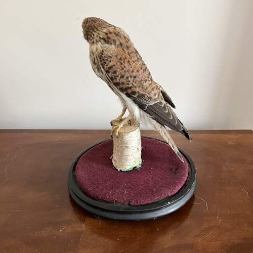 A 20th Century Taxidermy Kestral on Perch in a Glass Dome image-3
