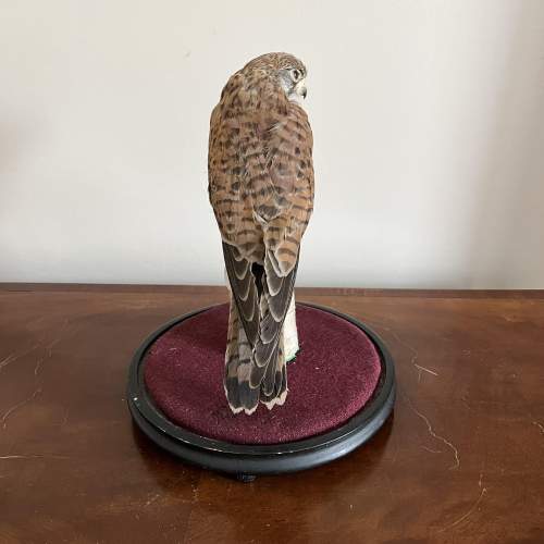 A 20th Century Taxidermy Kestral on Perch in a Glass Dome image-4