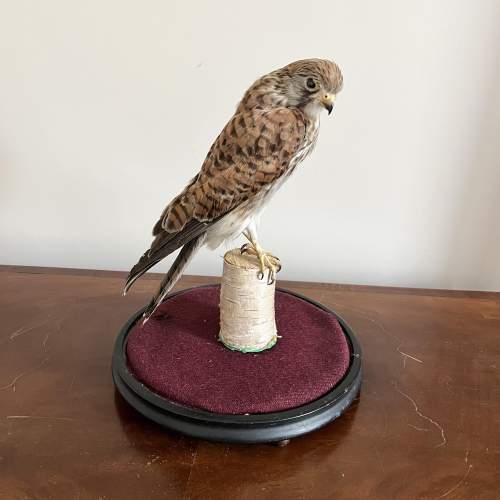 A 20th Century Taxidermy Kestral on Perch in a Glass Dome image-5