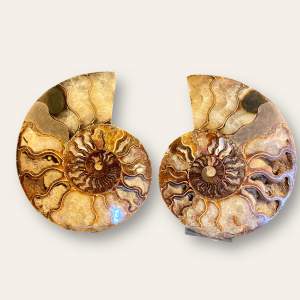 Pair of Fossil Cleoniceras Ammonite