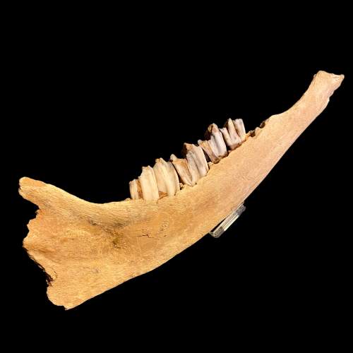 Fossilised Bison Jaw Specimen image-1