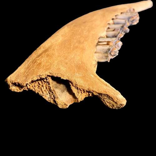 Fossilised Bison Jaw Specimen image-2