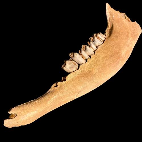 Fossilised Bison Jaw Specimen image-4