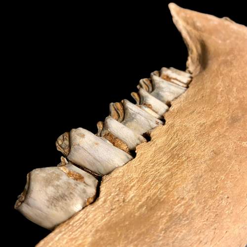 Fossilised Bison Jaw Specimen image-5