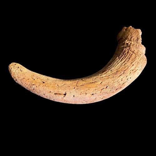 Rare Bison Horn Fossil image-1