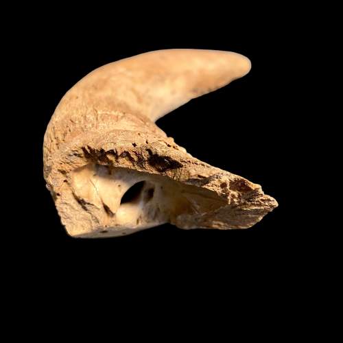 Rare Bison Horn Fossil image-2