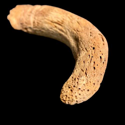 Rare Bison Horn Fossil image-3