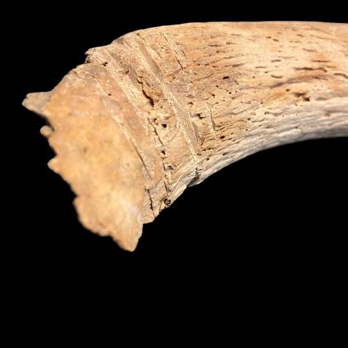 Rare Bison Horn Fossil image-4