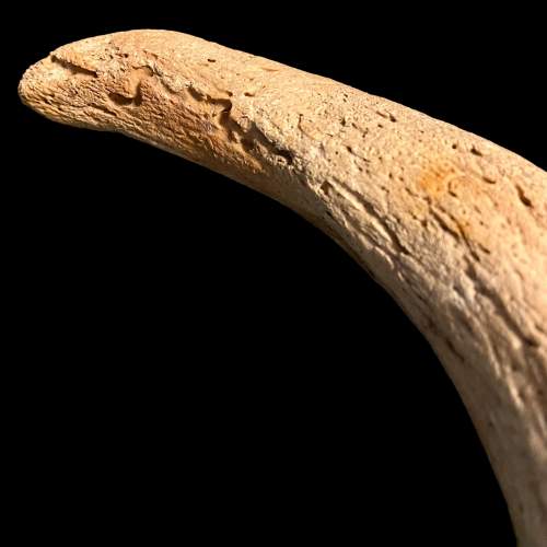 Rare Bison Horn Fossil image-5