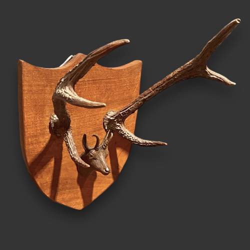 Mahogany Mounted Antlers with Carved Chamois Deer Head image-1