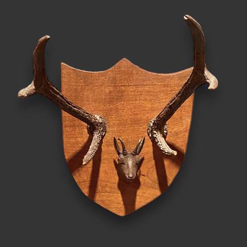 Mahogany Mounted Antlers with Carved Chamois Deer Head image-2
