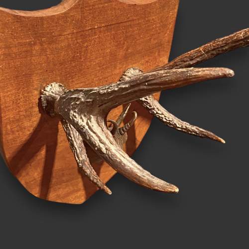Mahogany Mounted Antlers with Carved Chamois Deer Head image-6