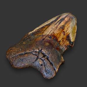 Fossil Megalodon Tooth Specimen From an Extinct Shark
