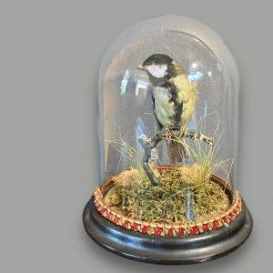 Early 20th Century Taxidermy Great Tit