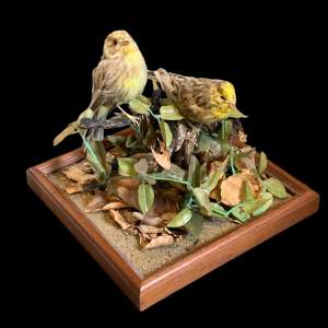 Taxidermy Finches in Case