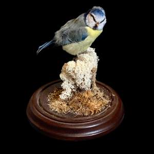 Taxidermy Blue Tit in Dome