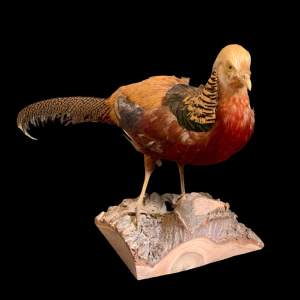 Taxidermy Golden Pheasant