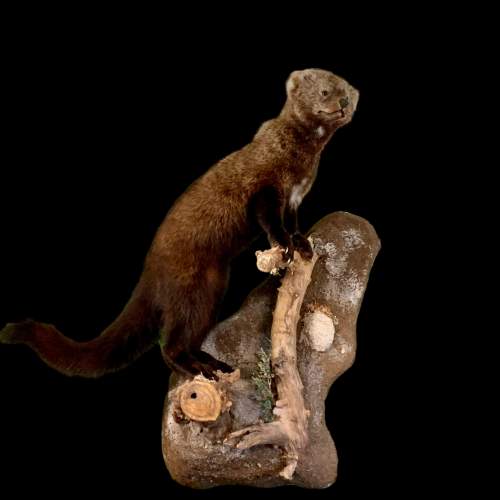 Taxidermy North American Fisher image-1