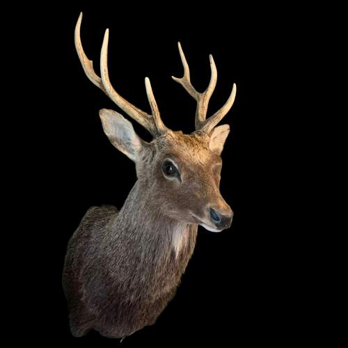 Taxidermy Mounted Sika Stag image-1
