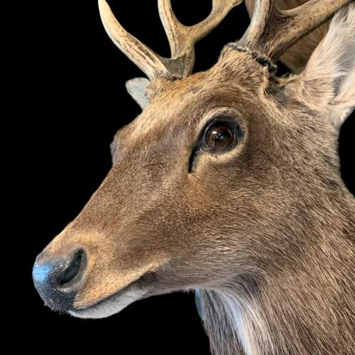 Taxidermy Mounted Sika Stag image-2