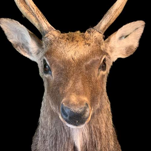 Taxidermy Mounted Sika Stag image-3