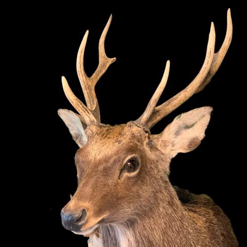 Taxidermy Mounted Sika Stag image-4
