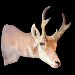 Taxidermy Shoulder Mount of a North American Pronghorn Antelope