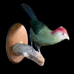 Taxidermy Wall Mounted Red Crested Turaco