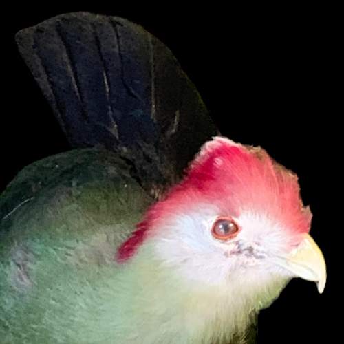 Taxidermy Wall Mounted Red Crested Turaco image-3