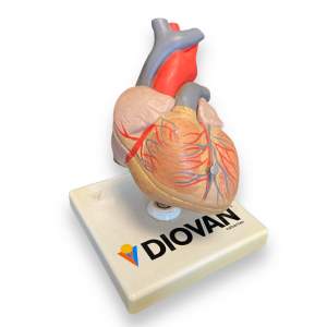 Diovan Life Size Anatomical Heart Model