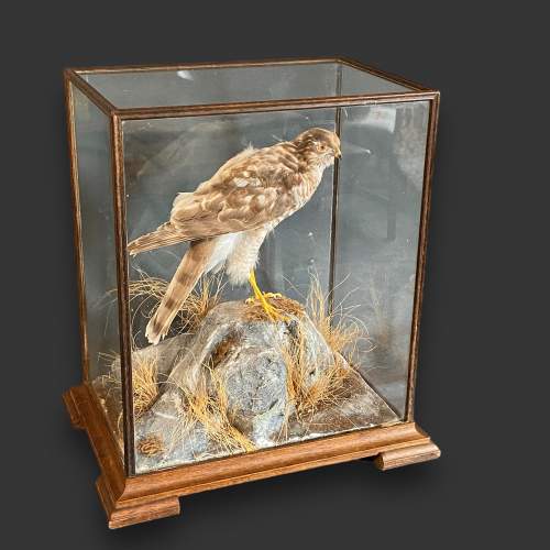 Taxidermy Sparrow Hawk in Glass Case image-1