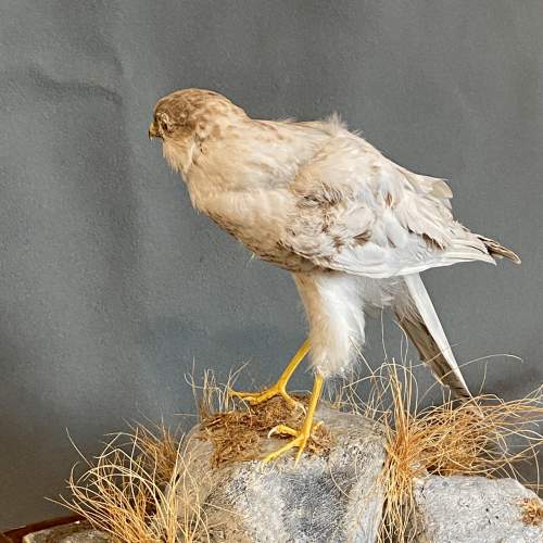 Taxidermy Sparrow Hawk in Glass Case image-4