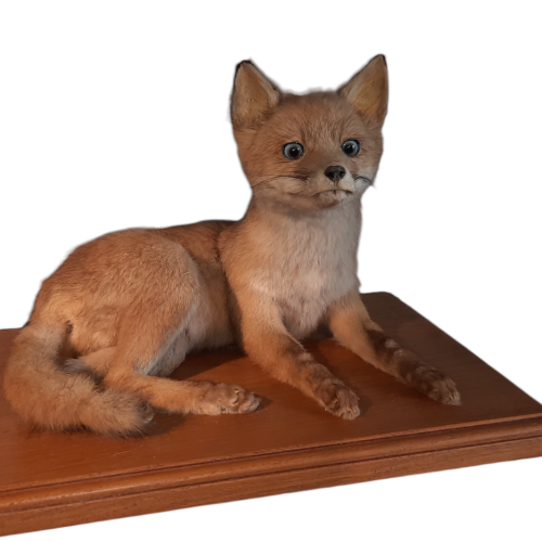Taxidermy Fox Cub image-1