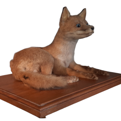 Taxidermy Fox Cub image-2