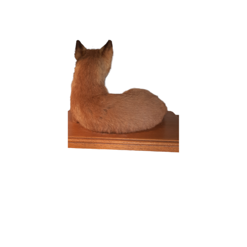 Taxidermy Fox Cub image-3