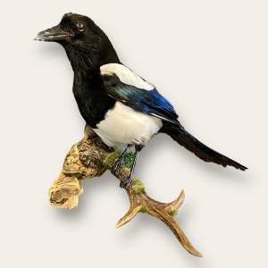 Wall Mounted Taxidermy Magpie