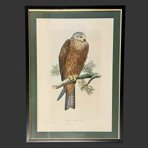 Milvus Migrans Lithographic Print by John Gould