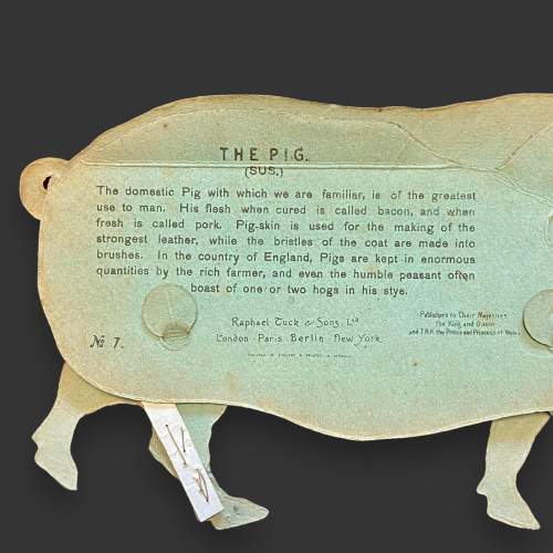 Early 20th Century Raphael Tuck Articulated Pig image-6
