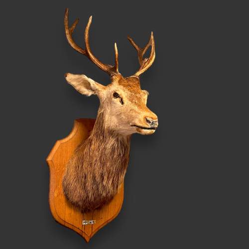 French Taxidermy Stags Head image-1
