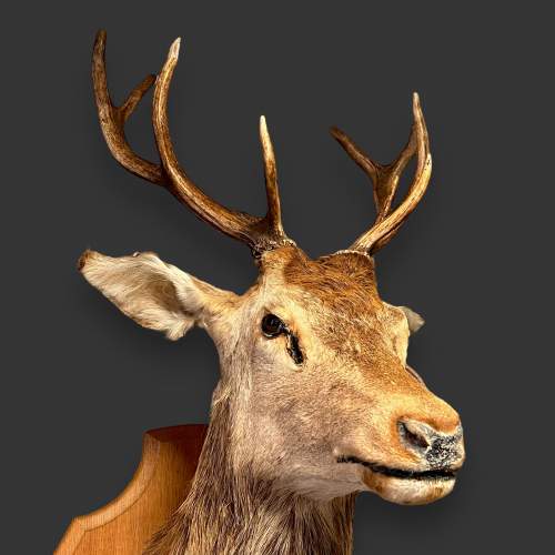 French Taxidermy Stags Head image-2