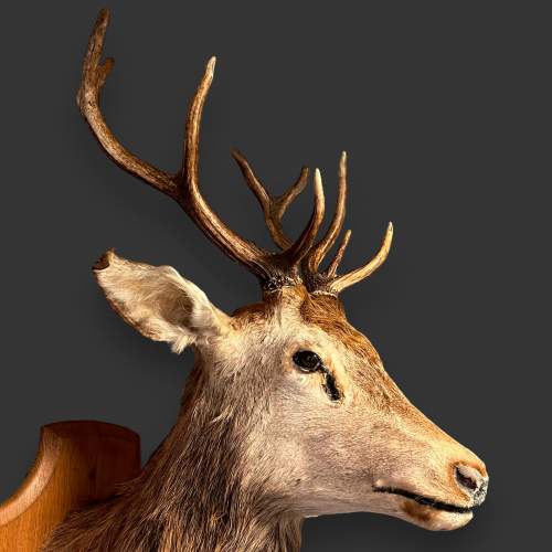 French Taxidermy Stags Head image-3